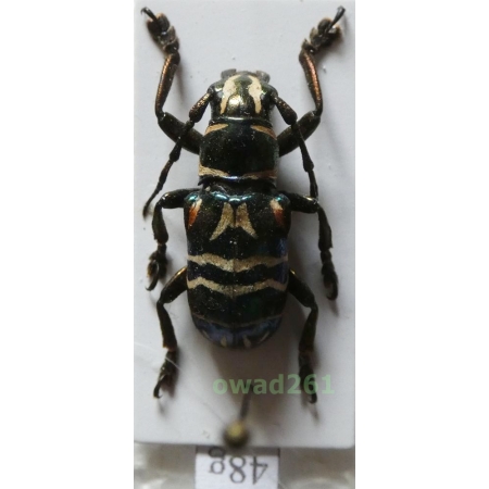 Callimetopus gloriosus (Schultze, 1922) Philippines48g